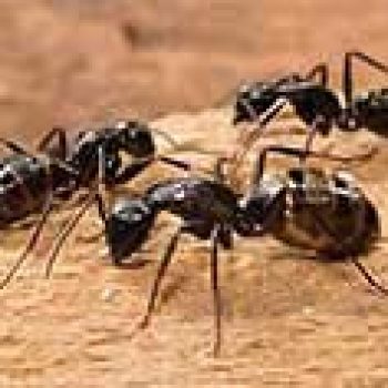 pest control ants pattaya