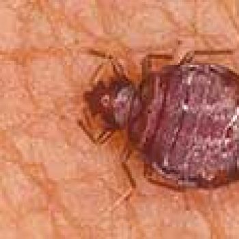 pest control bed bugs pattaya