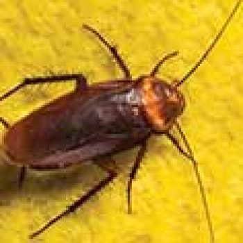 pest control cockroaches pattaya pest control cockroaches pattaya