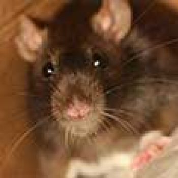 pest control rats pattaya