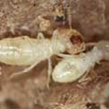 pest control termites