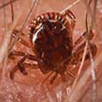 pest control ticks pattaya pest control ticks pattaya